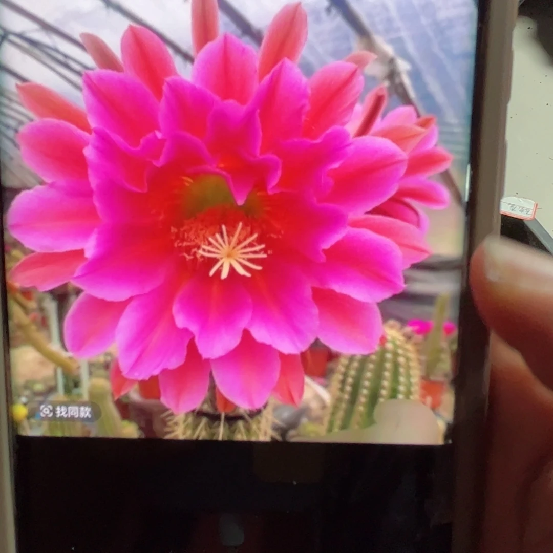 下70毛飞龙无根歪侧芽13公分左右20包邮