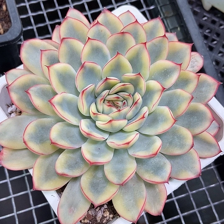 荷花锦多肉植物的