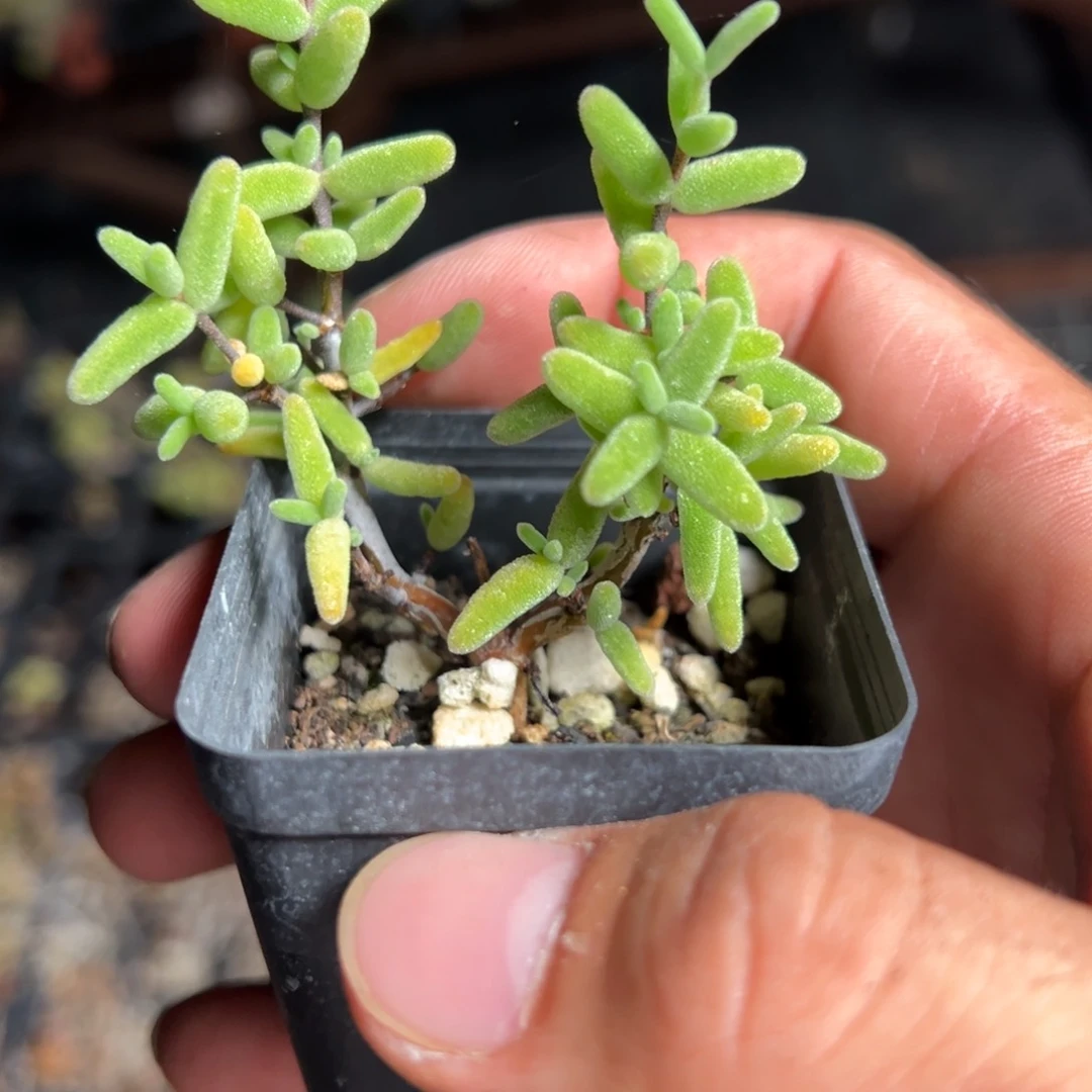 水晶冬瓜55倍老桩福利