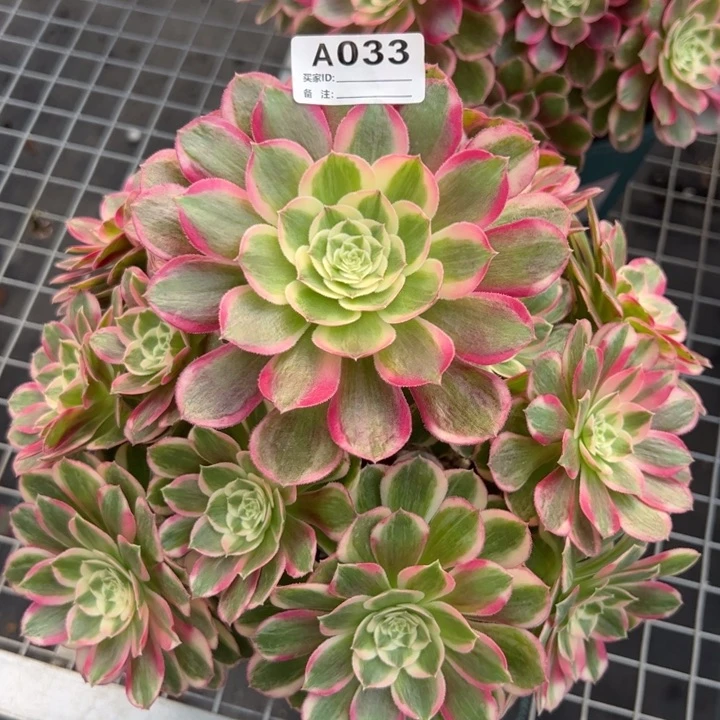 033孔雀翎23厘米左右