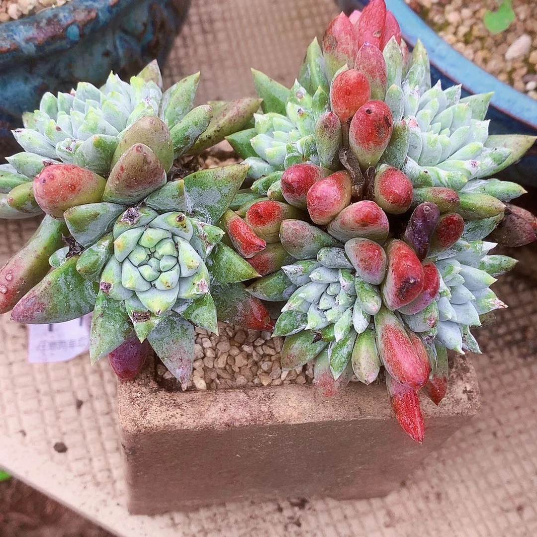 1424牡丹白雪仙女杯多肉