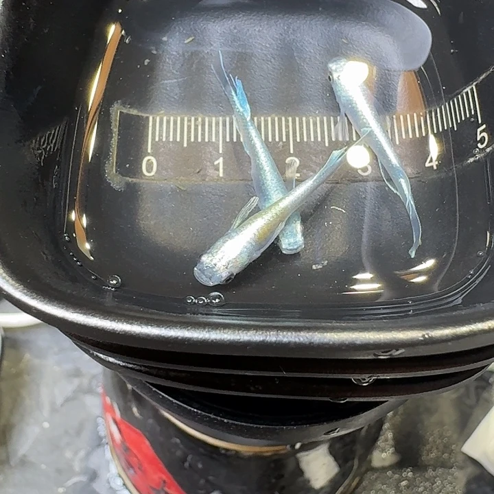 青鳉鱼26号拍品天使短鳍