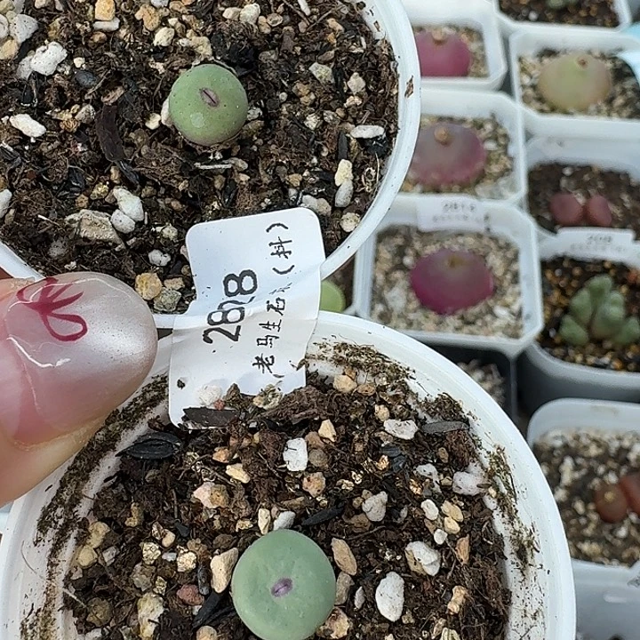 老马生石花小红嘴213