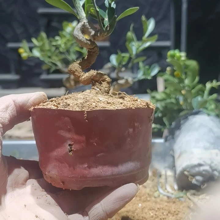 完全开放金豆小橘子绿植