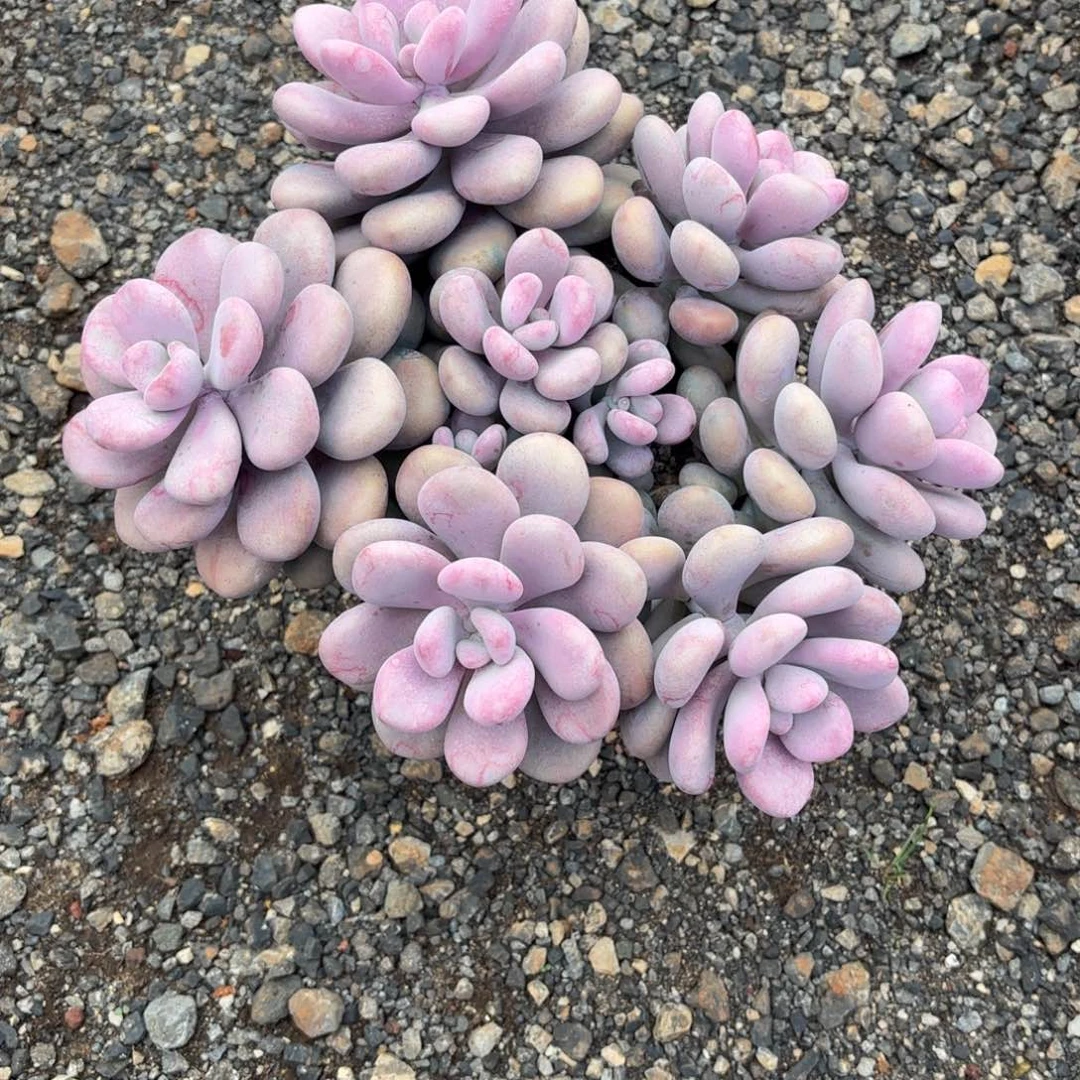 ?*小41号老庄多肉植物