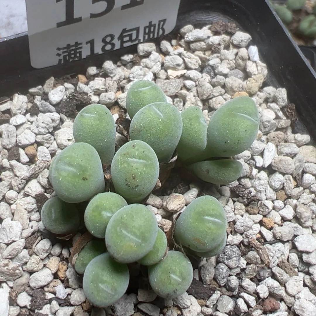 【闪购商品】 151。
