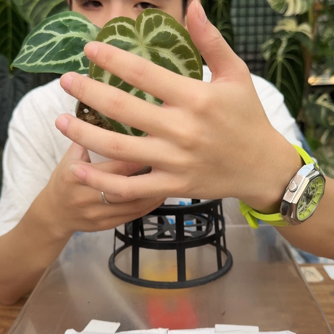 完全开放R102超级银杂狂想曲