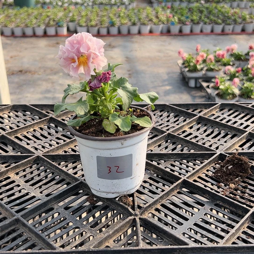 【闪购商品】完全开放032号