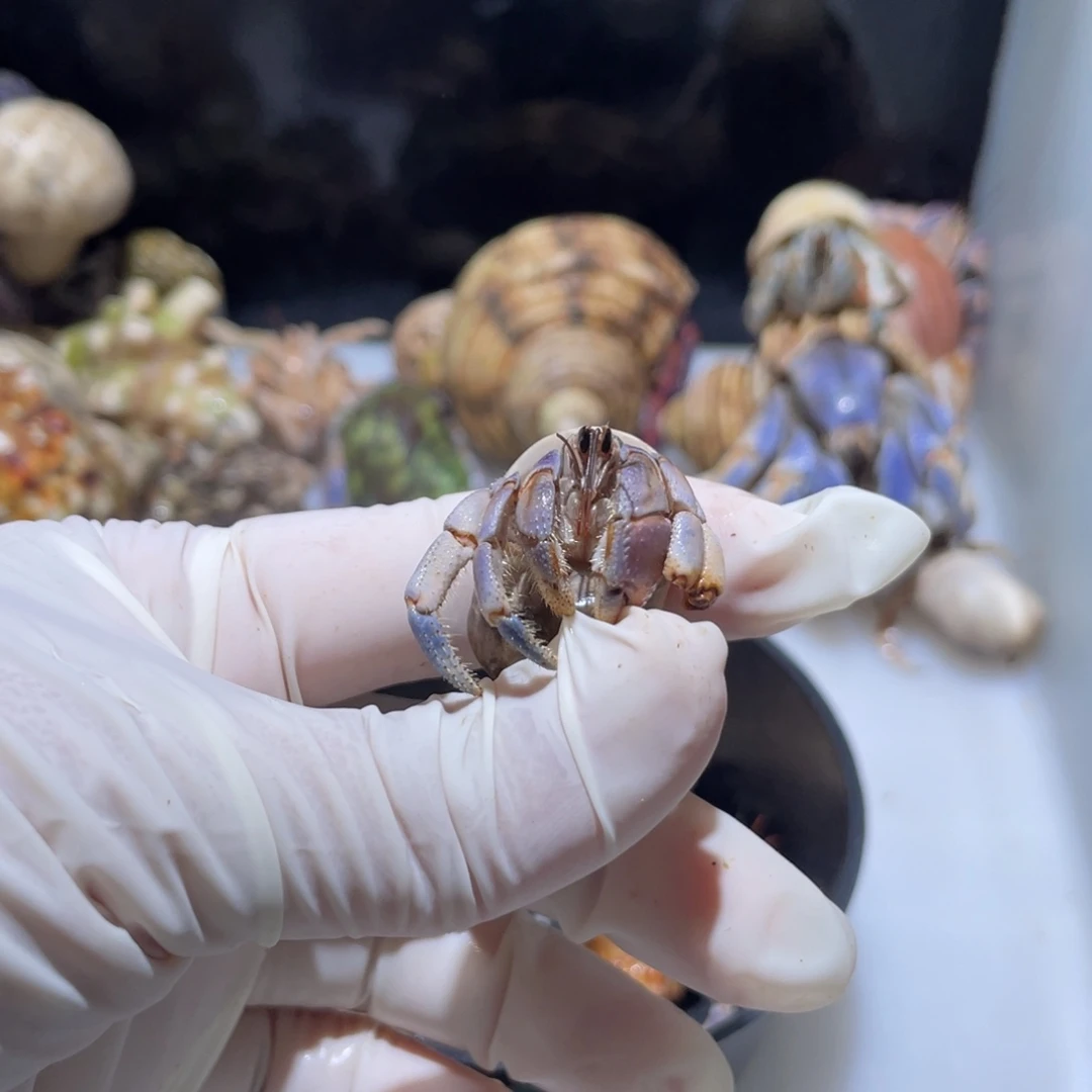 H4 紫陆断尖福利了1.6口