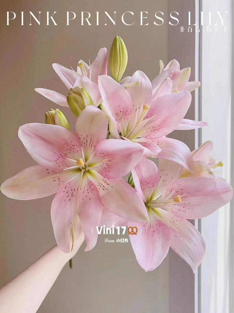 【六哥花卉】粉嘟嘟 香水百合 任意两单鲜花及以上多给鲜花一把