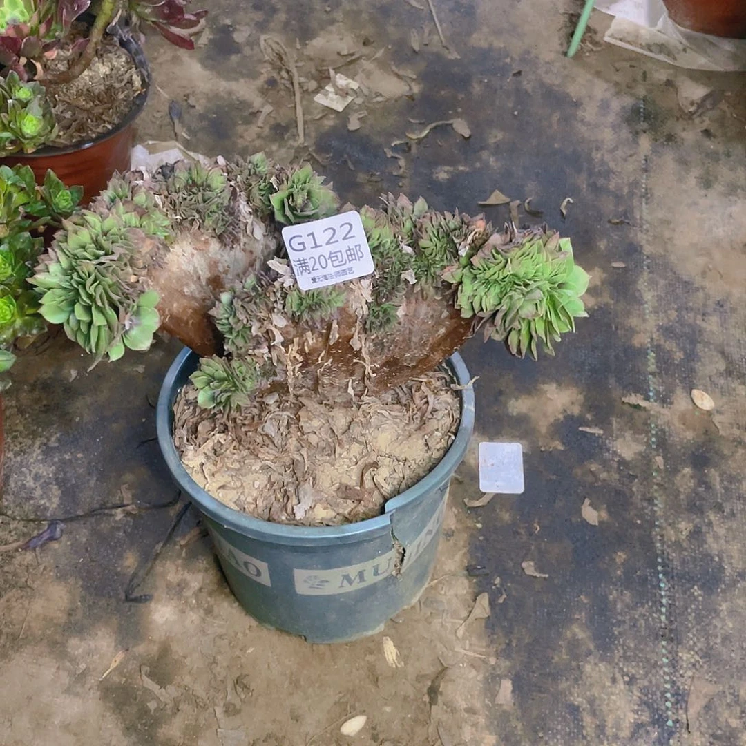 122万圣节缀化多肉小损不包