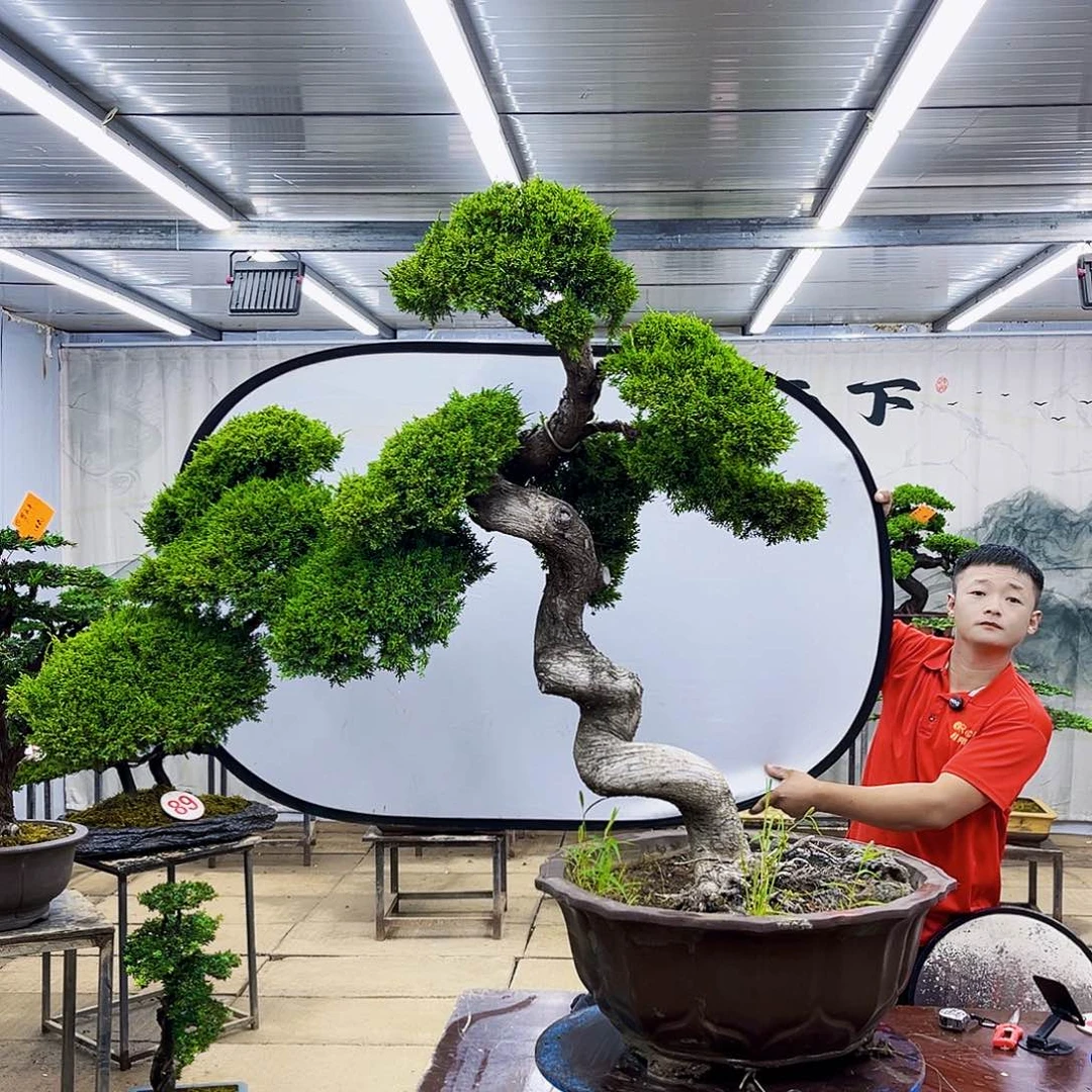 无花朵济州真柏盆景专场
