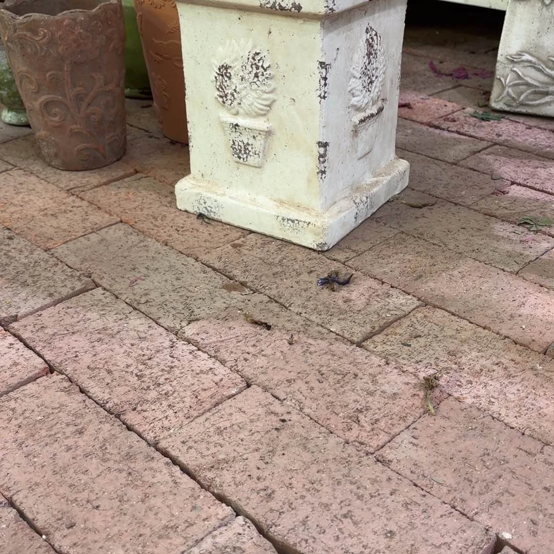 许纯的花房一棵树 复古白