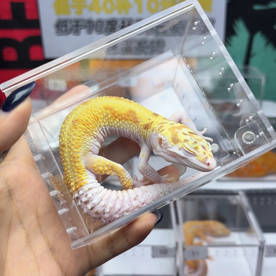 豹纹守宫白黄暴龙弟弟W17