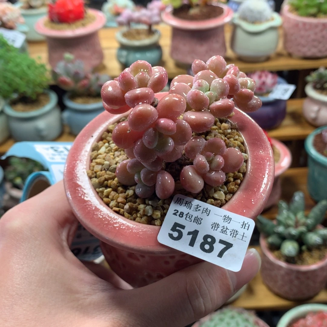 5厘米盆精控多肉5187