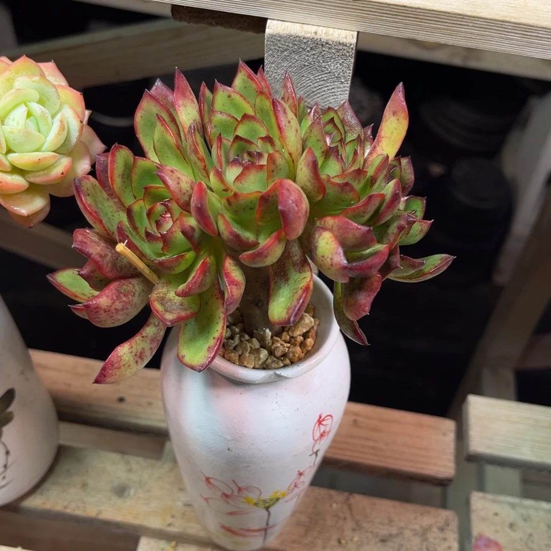 保利安娜小树朵朵缀多肉植物