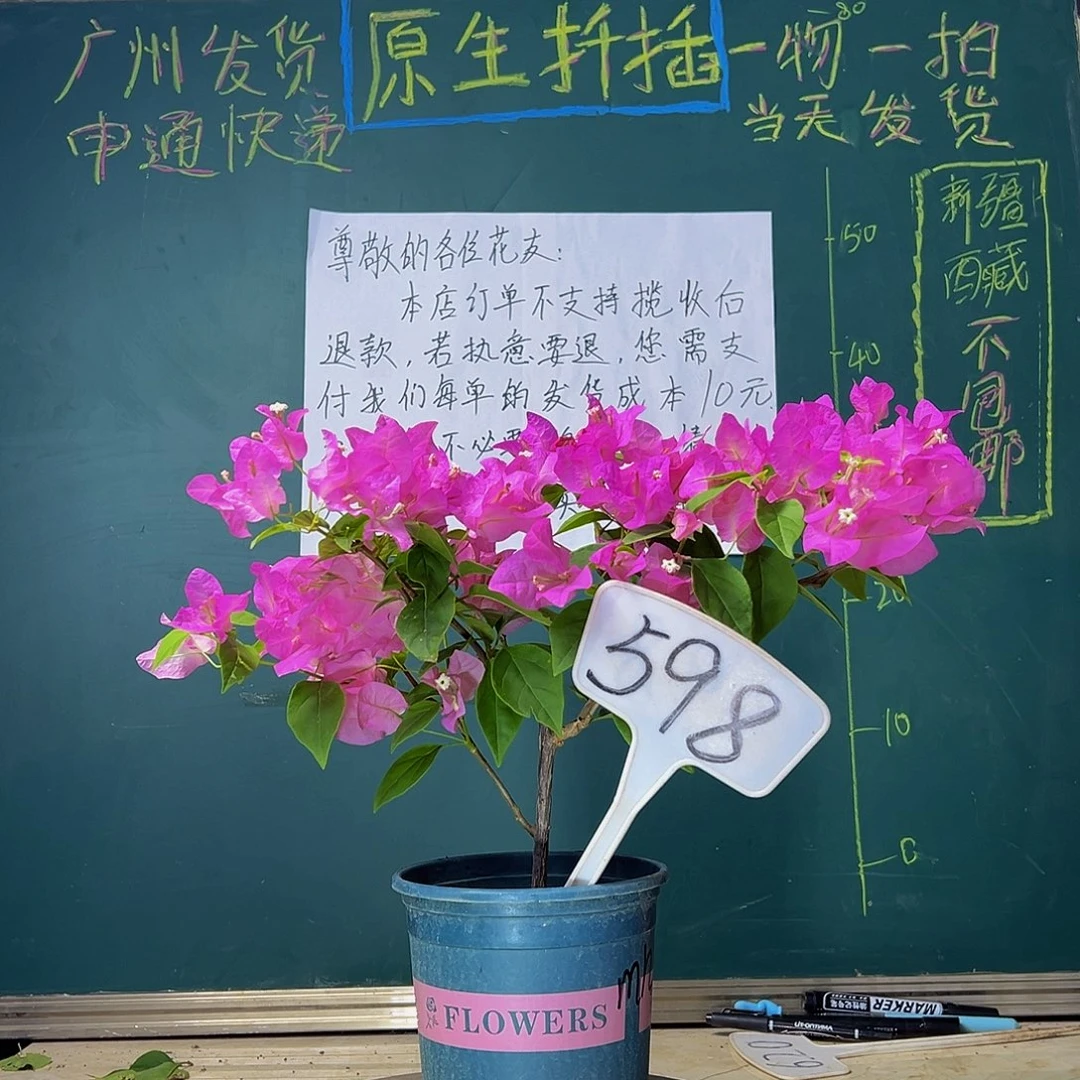 当前无花栽培后可以开花魅惑598