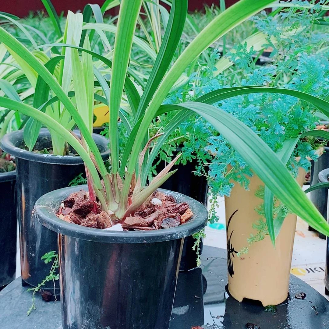 完全开放一物一拍