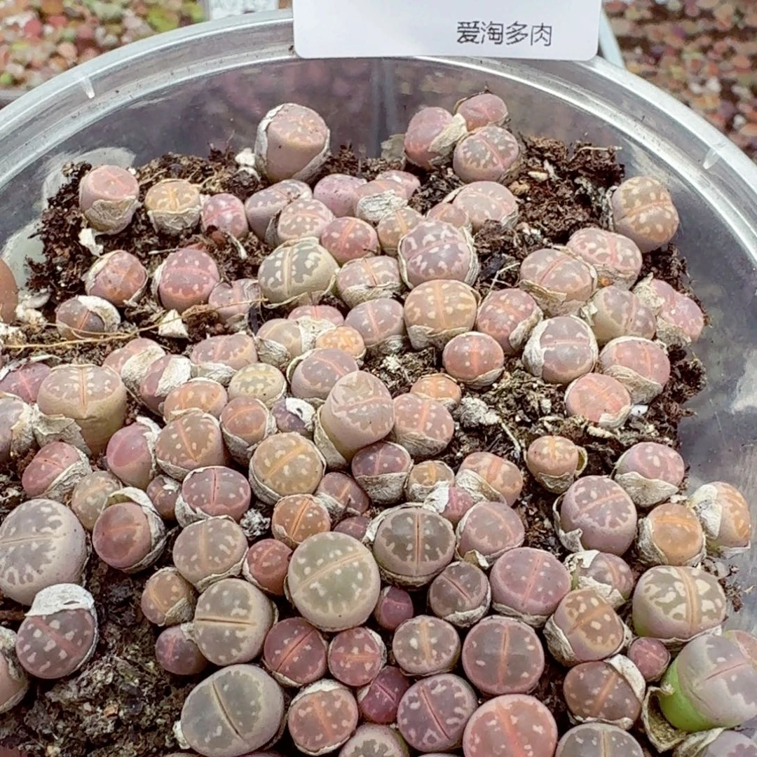 9533––零下地区需拍保温箱
