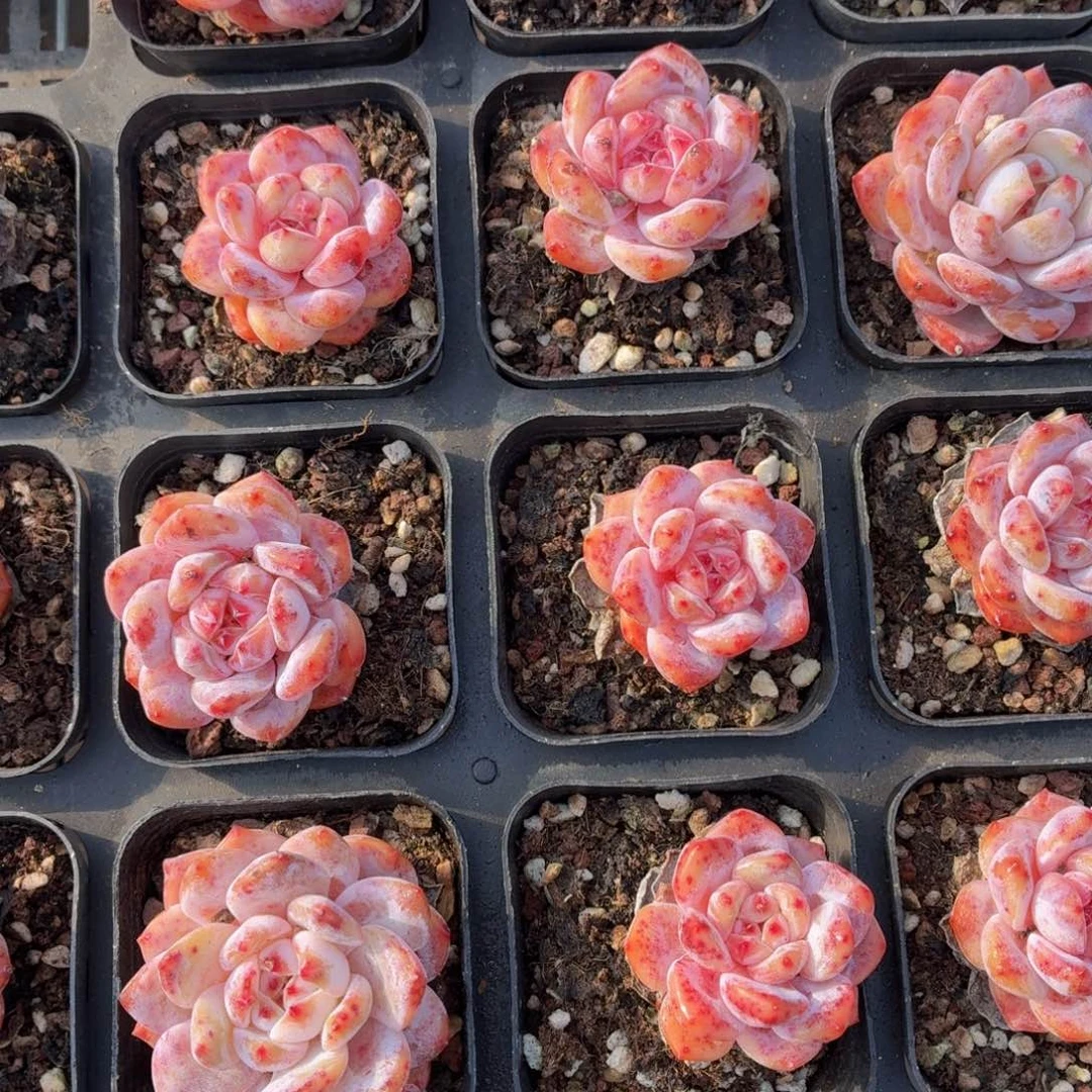 糖心多肉9.9包邮发货