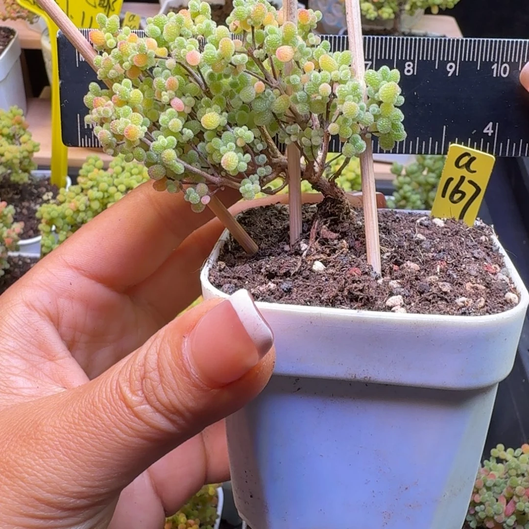 a167号橘子糖冠服7厘米左右