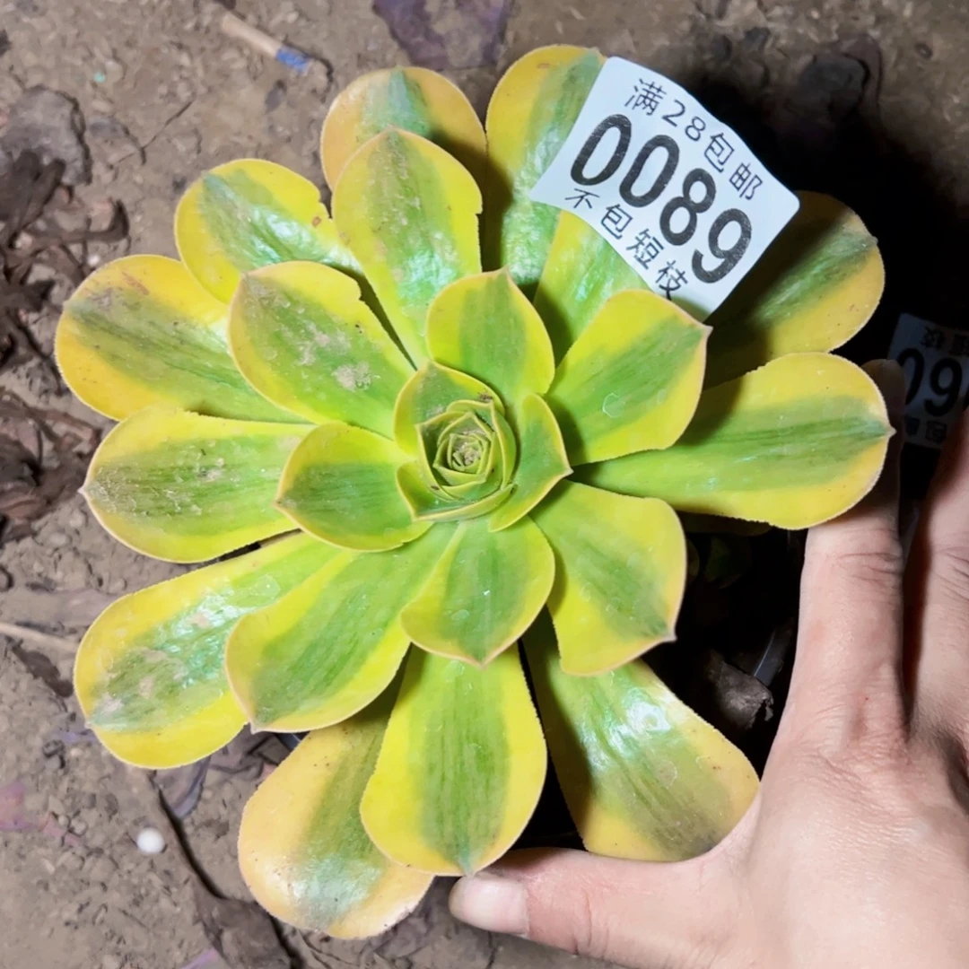 香炉盘黄锦多肉植物0089