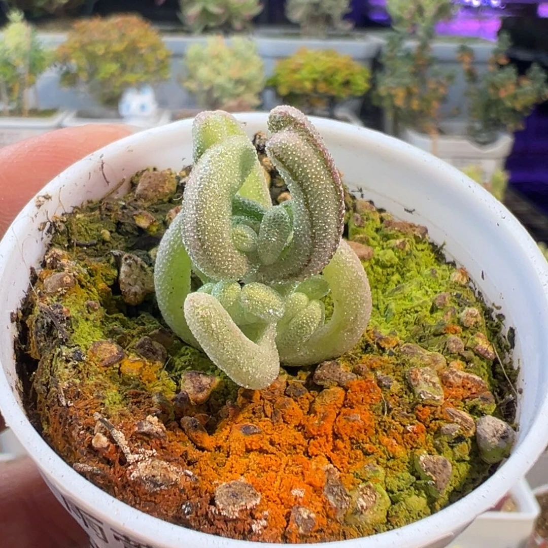 29-752枝干番杏多肉紫闪光拉丝锦五圆盆一物一拍