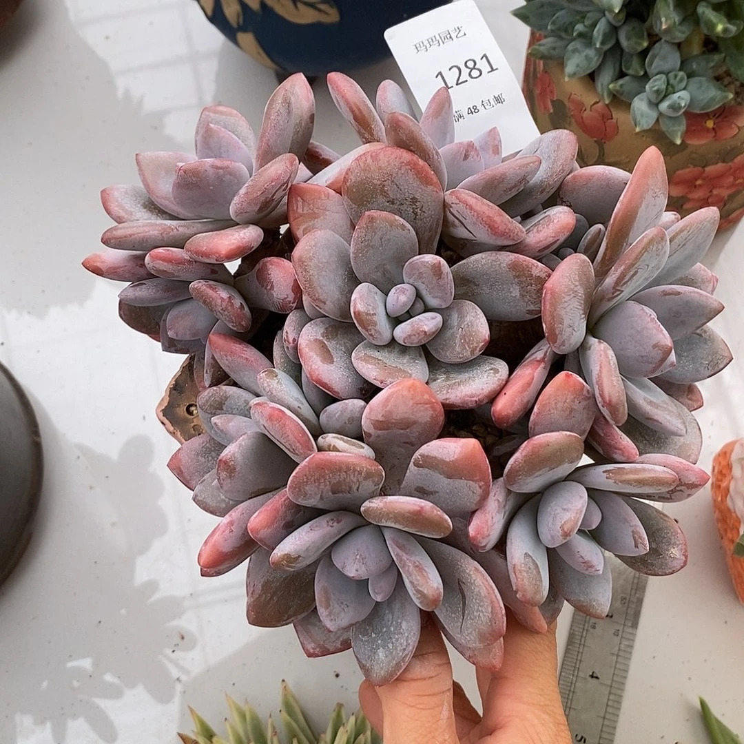 粉兔群生多肉多肉281