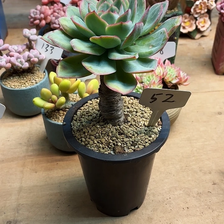 多肉植物，晨露52号