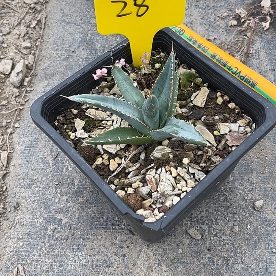 龙舌兰帝四天绿色植物