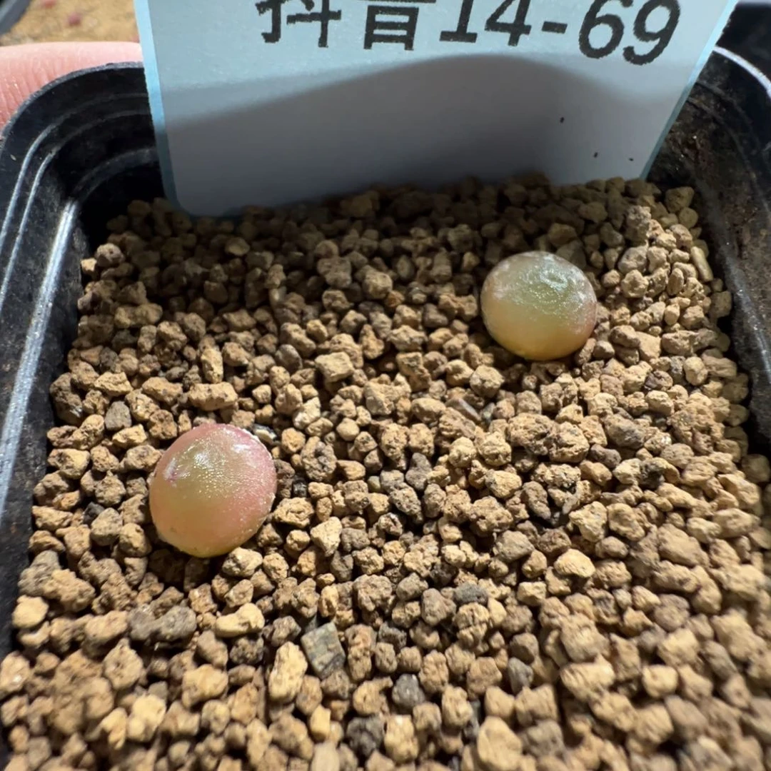 14-69量拍哈莫灯泡一颗。多肉