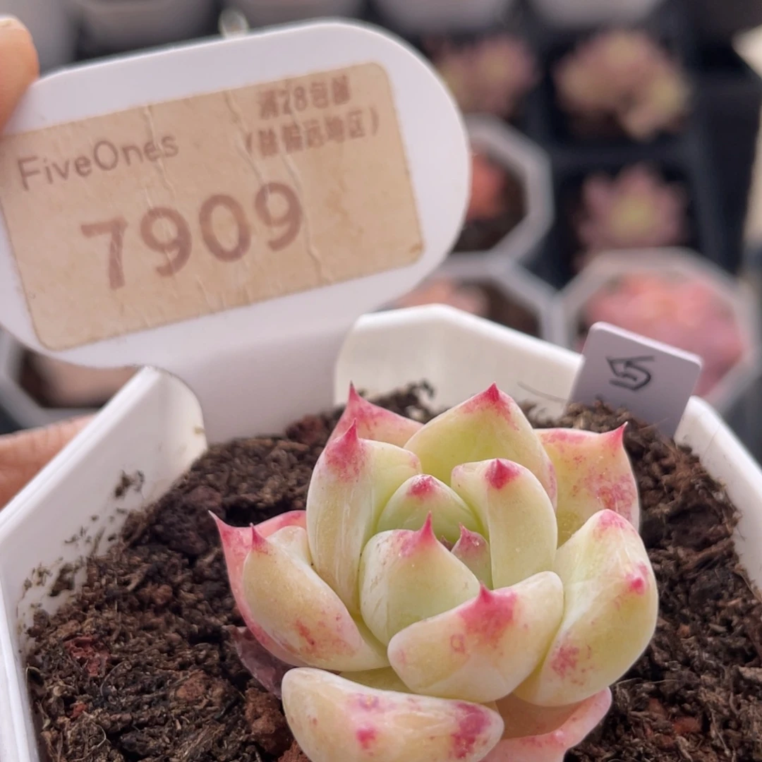 白拉糖7909-3.5厘米