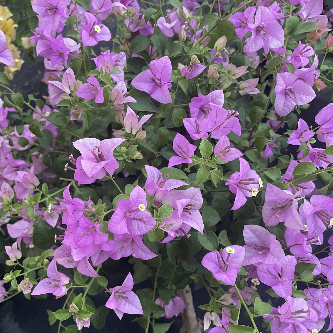 三角梅四季开花，一物一拍链接