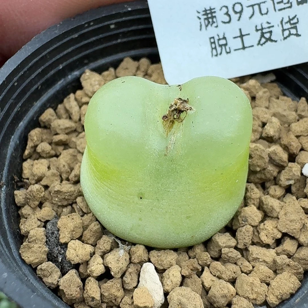 824多肉2.2厘米拉拉腿长所以福利