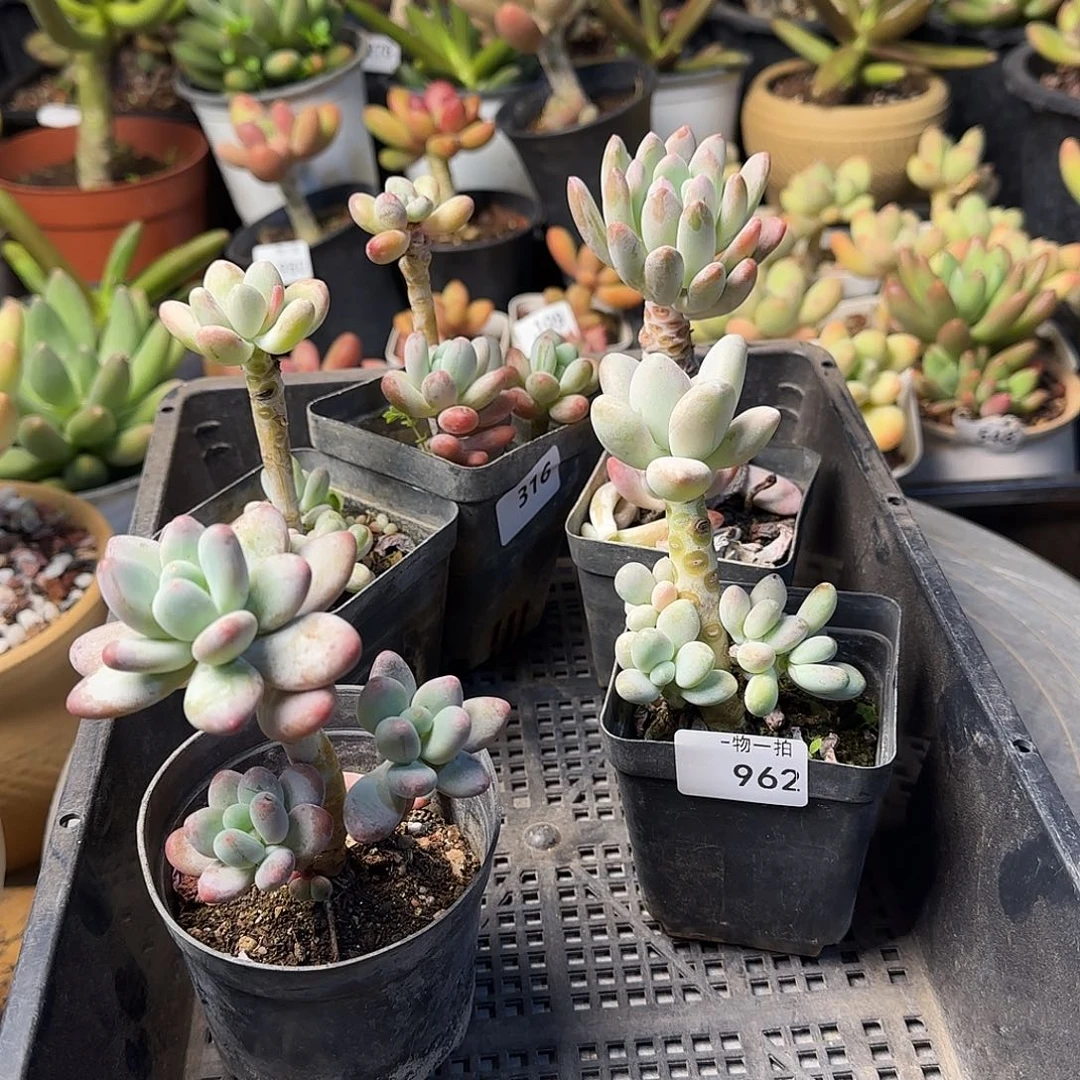 蝙***?一物一拍 寄养