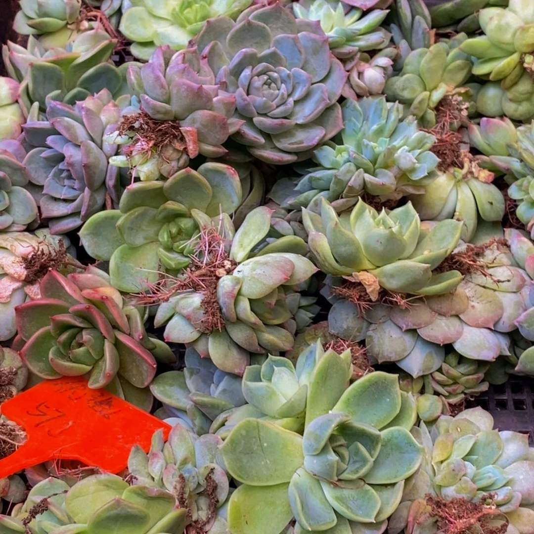 ✨***子997多肉植物的人生观