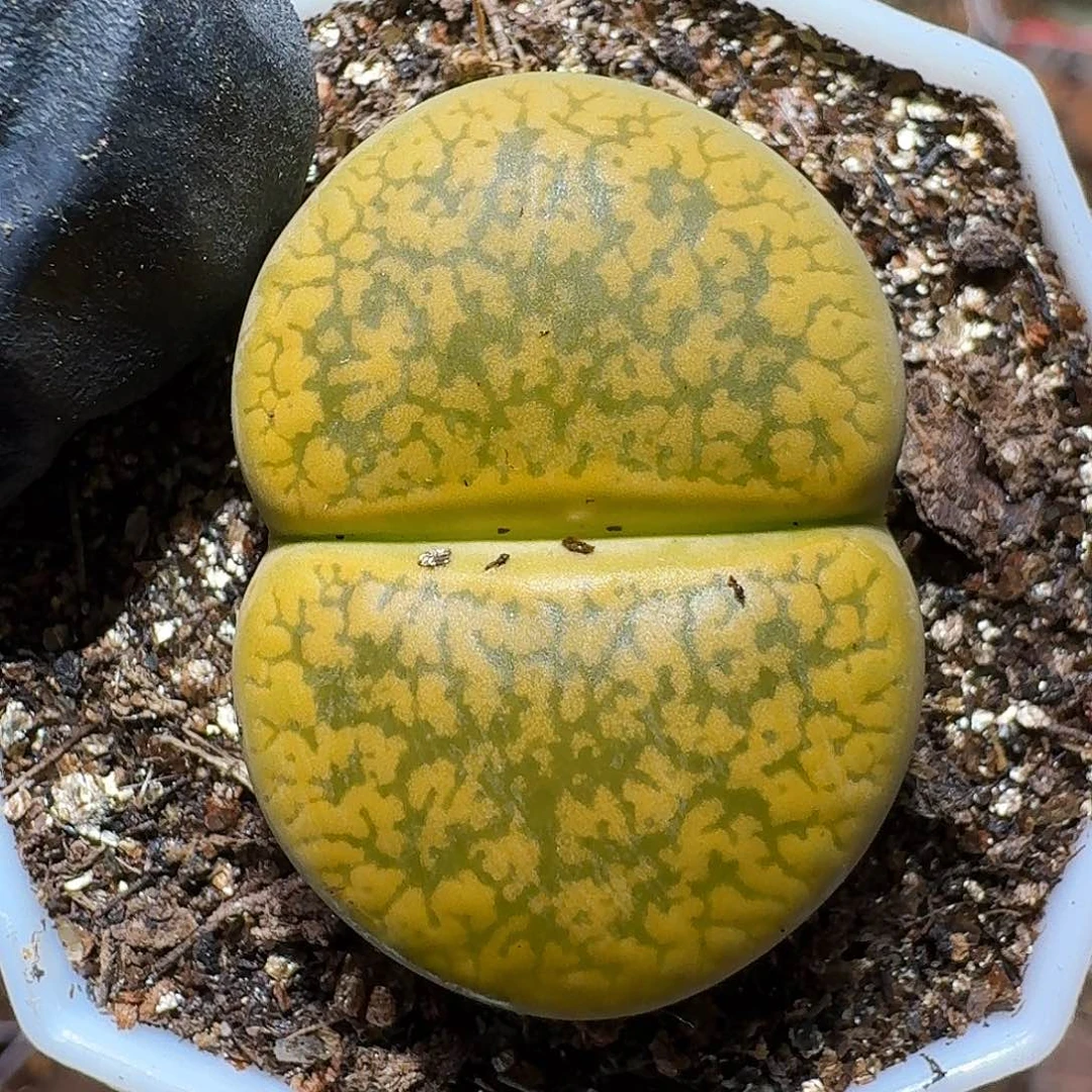 苏**弹生石花等1111111。   328