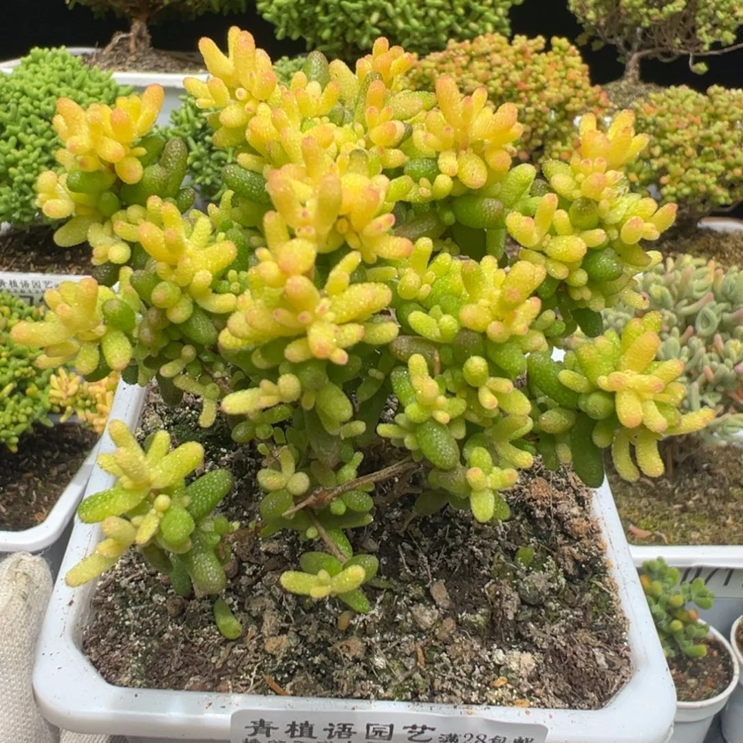 D7180糖球三号锦整点福利