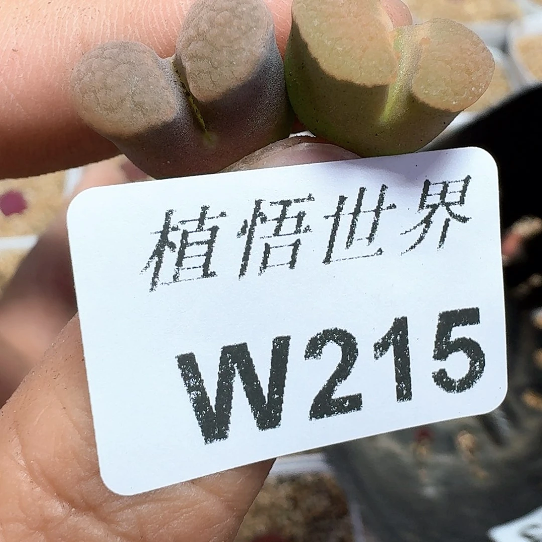 多肉植物的润泽额c f