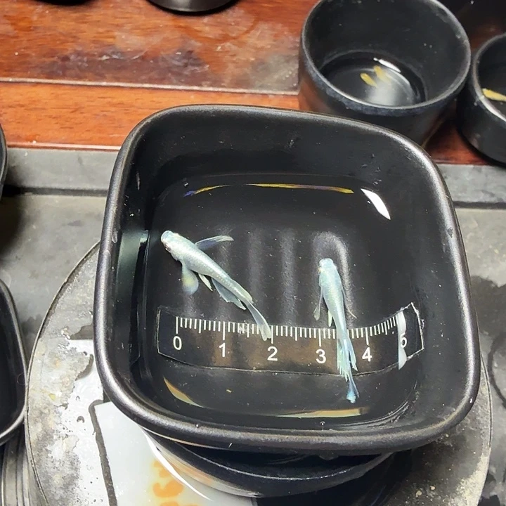 青鳉鱼8号拍品真长鳍天使