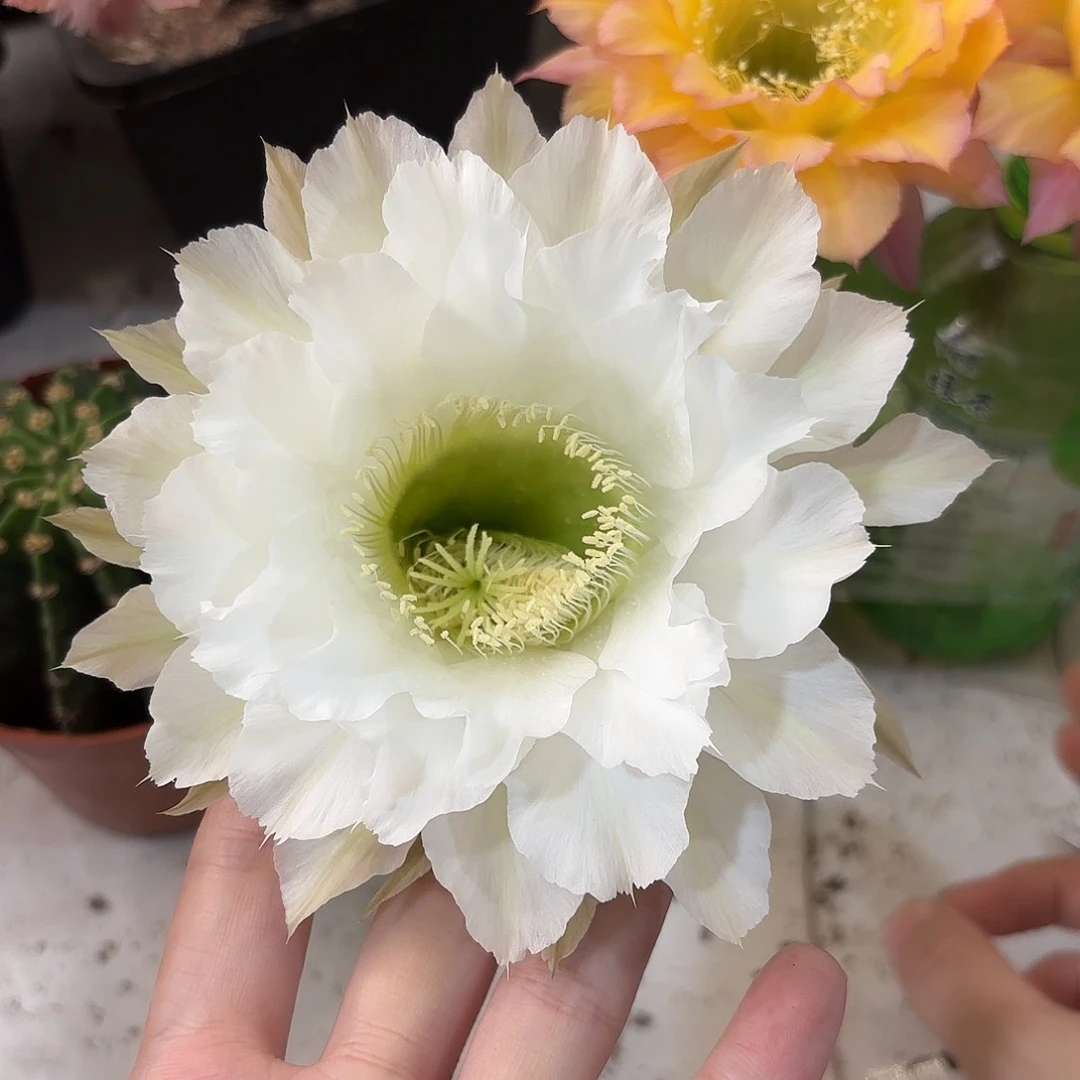 彩草209号6.5公分左右