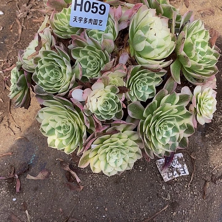 多肉植物059多肉海鲜
