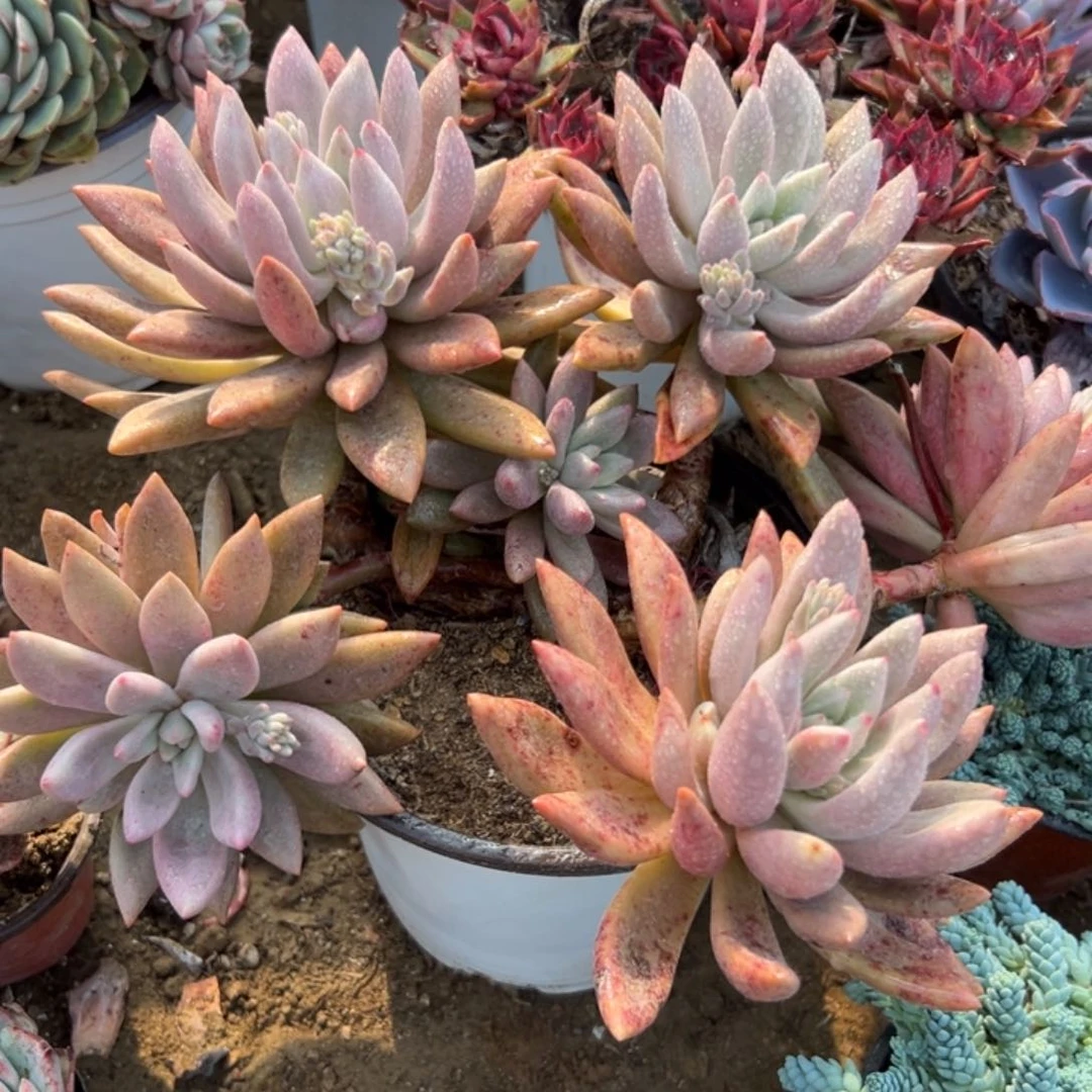 多肉植物大颗桃花源