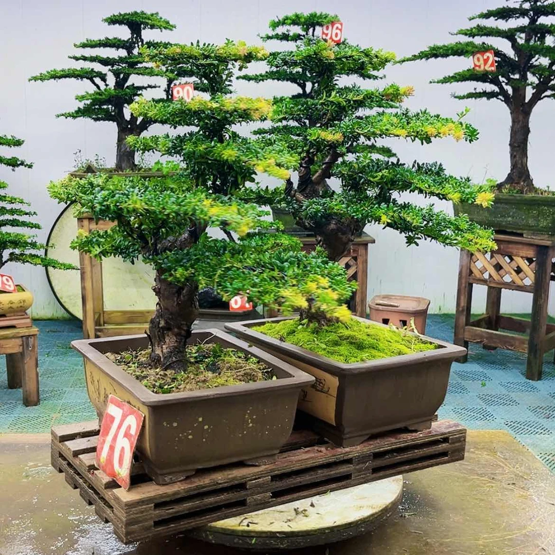 【闪购商品】无花朵帅***调