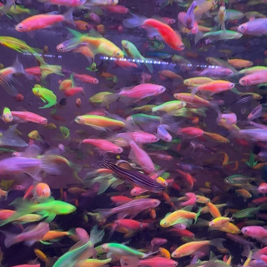 灯科鱼8条+2条备损蝶翼斑马