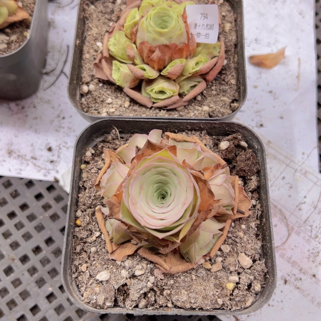 794 侧牙掉了不包损无售后