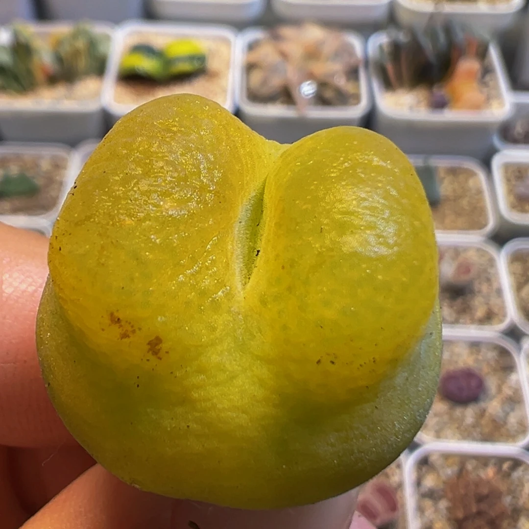 74多肉植物百科知识