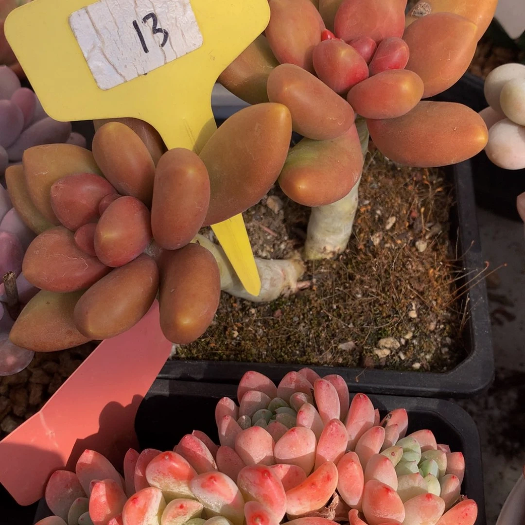 芒果奶727272727272727