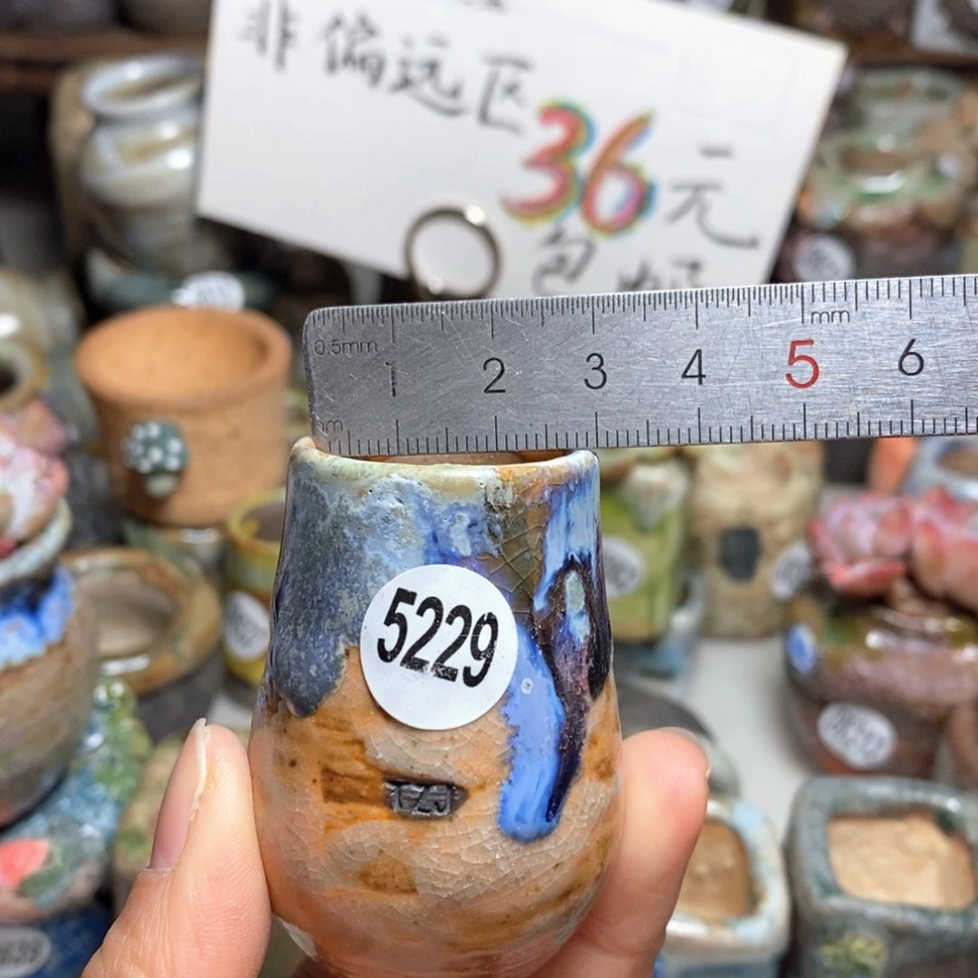 花盆拍5送一个小礼物