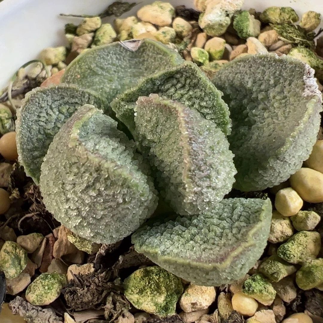 实生新品多肉植物水泡